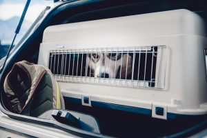 Hunde Transportbox