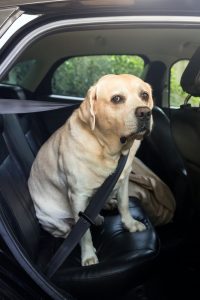 Hundegurt fürs Auto