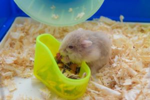 Nagernapf für Hamster