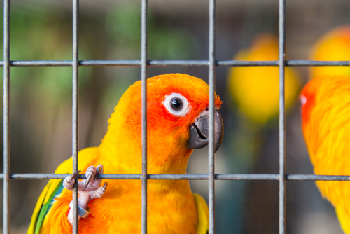 Käfig für Papagaien
