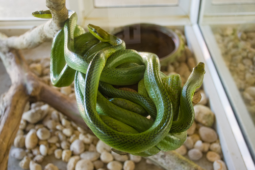 Schlangen im Terrarium halten