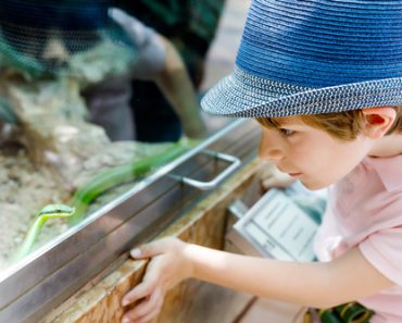 Terrarium Ausstattung für Schlangen