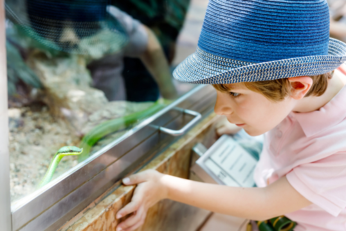 Terrarium Ausstattung für Schlangen