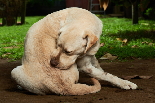 Flohbefall bei Hunden