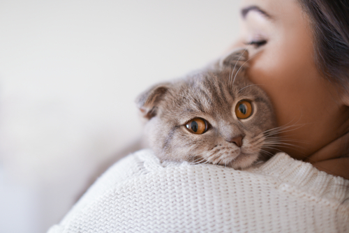 Die 10 Häufigsten Krankheiten Bei Katzen Mit Ihren Symptomen