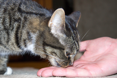 Gesunde Katzenleckerlis