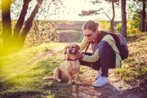 Zecken beim Hund