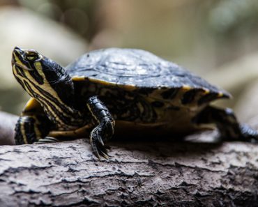 Terrarium einrichten für Landschildkröten