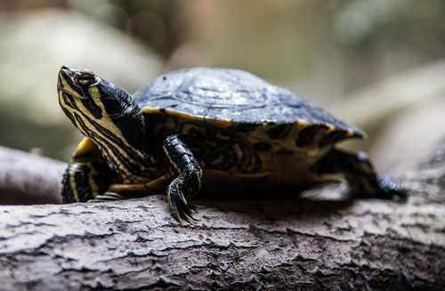 Terrarium einrichten für Landschildkröten