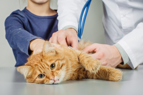 Fip Feline Infektiöse Peritonitis Bei Katzen Haustier Blog