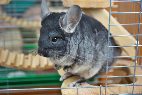 Chinchilla Haltung