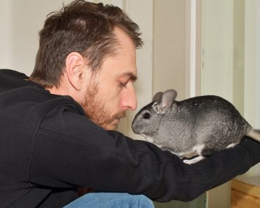 Chinchillas als Haustier