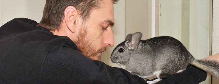 Chinchillas als Haustier