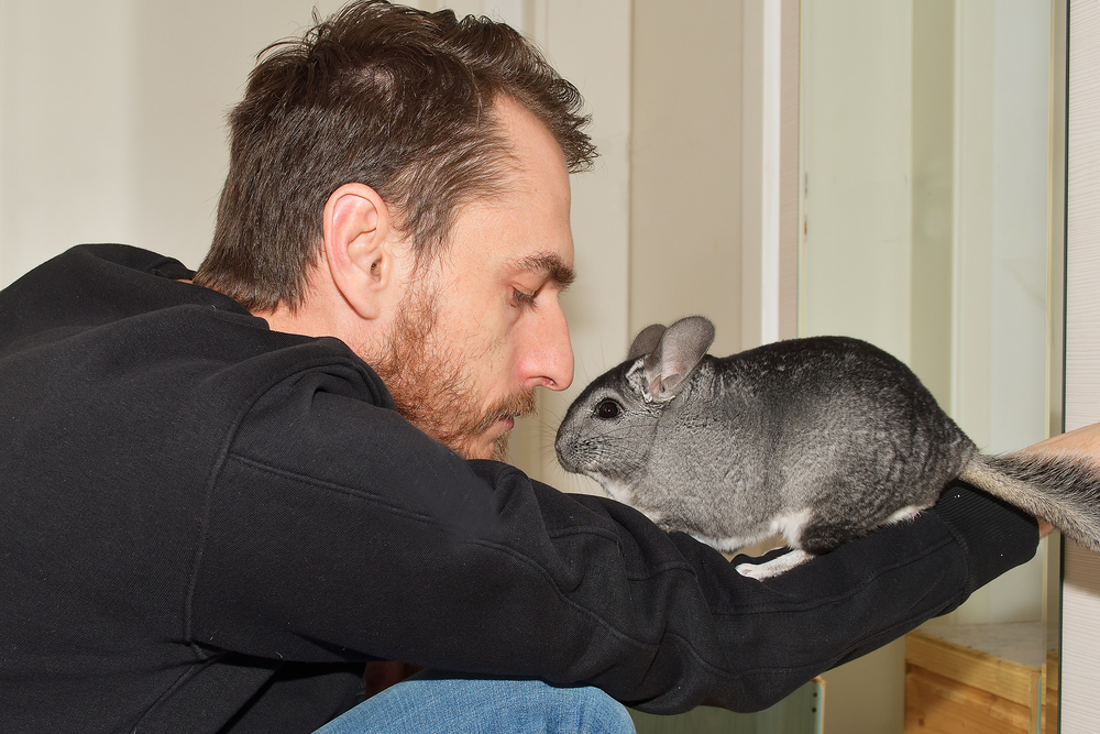 Chinchillas als Haustier