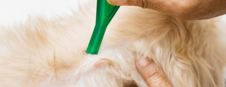 Flohbefall bei Hunden und Katzen