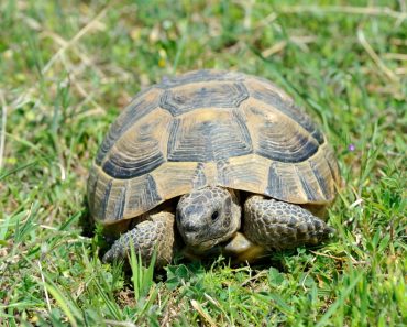 typische Krankheiten bei Schildkröten