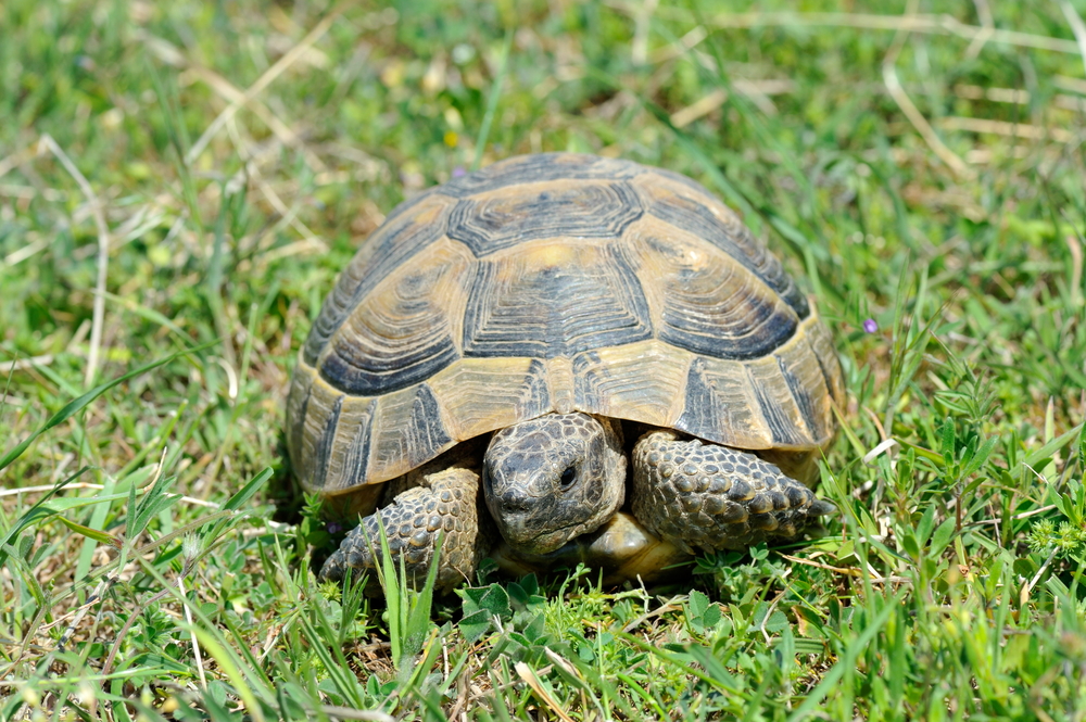 typische Krankheiten bei Schildkröten