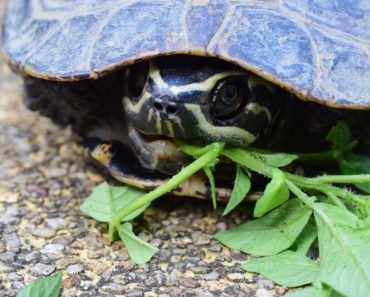 Testudinidae (Landschildkröten)