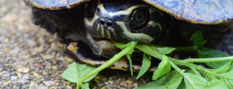 Testudinidae (Landschildkröten)