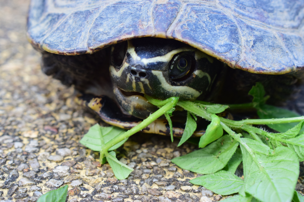 Testudinidae (Landschildkröten)