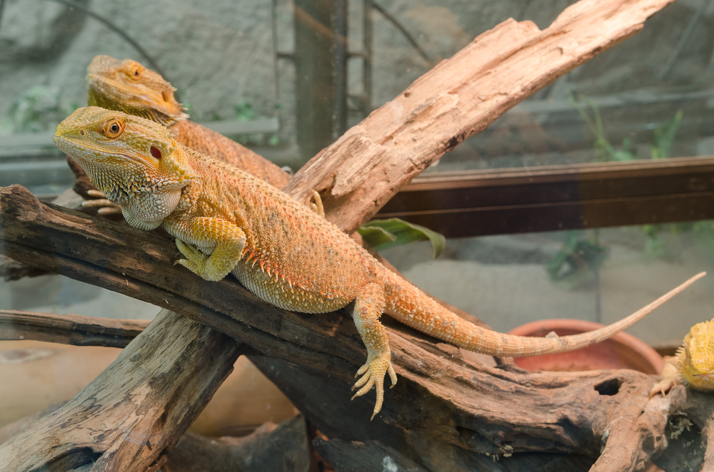 Bartagame im Terrarium