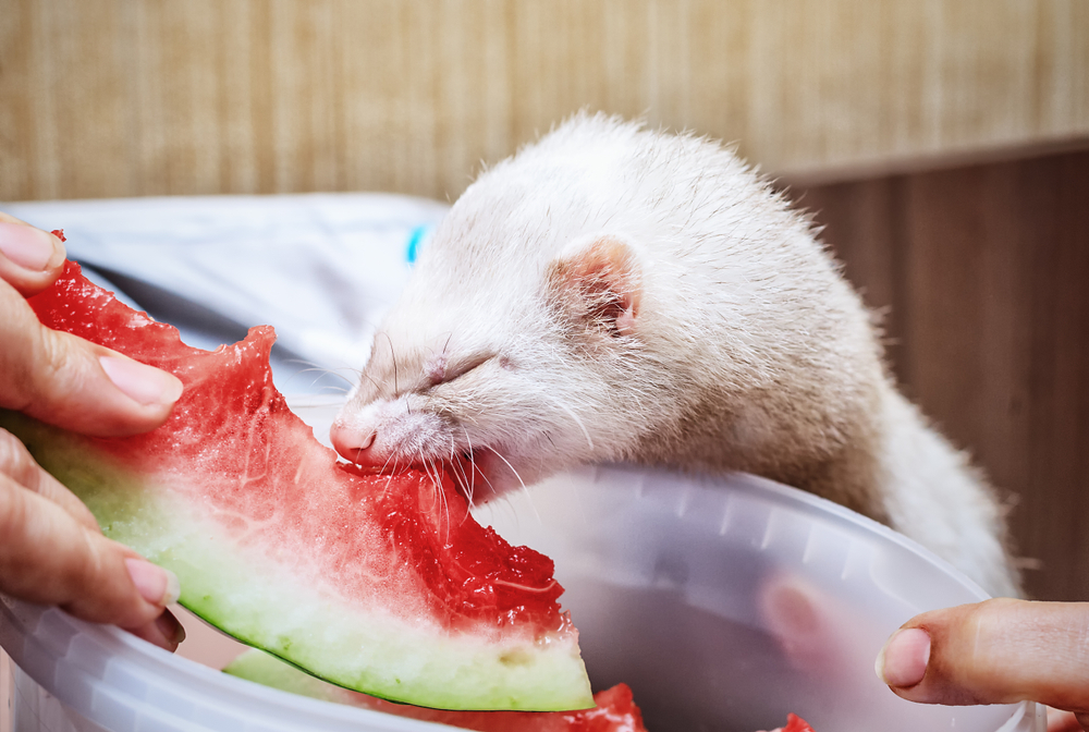 Obst auf dem Speiseplan von Frettchen