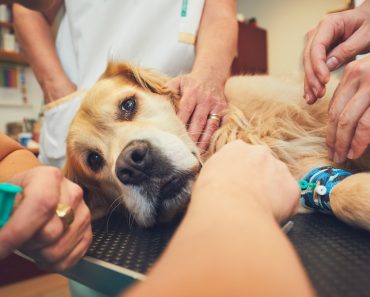 Hund befallen mit Giardien