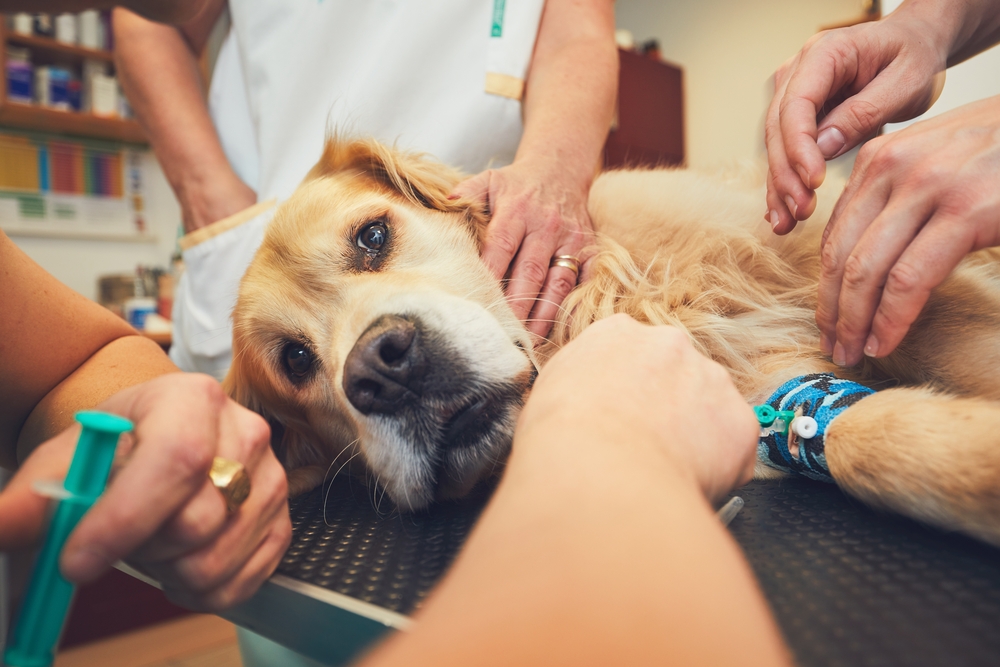 Hund befallen mit Giardien