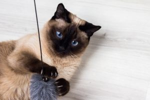 Spielangeln für Katzen