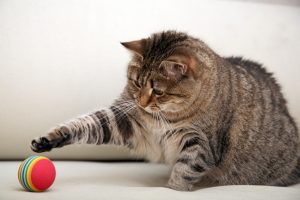 Spielsachen für Katzen