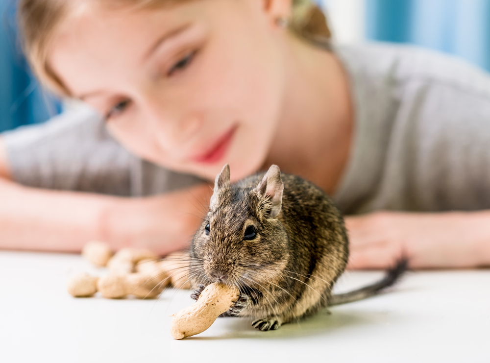 Degu als Haustier