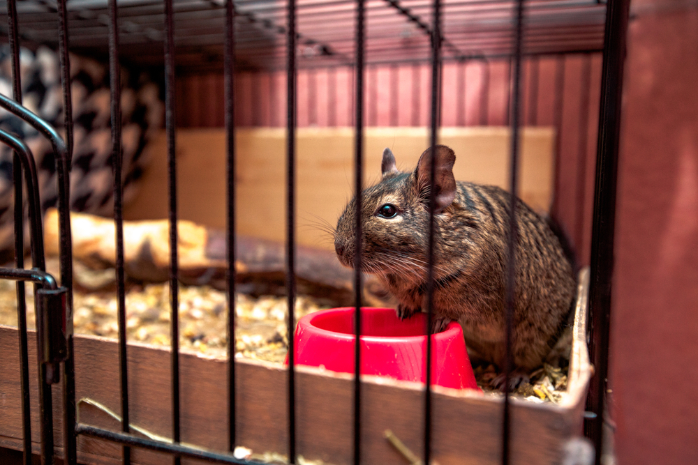 Degu Haltung