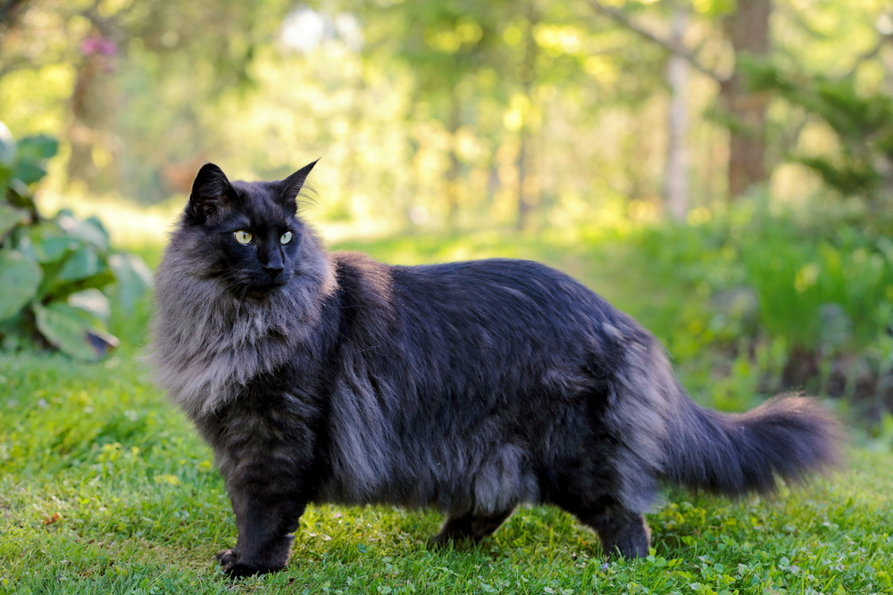 Norwegische Waldkatze