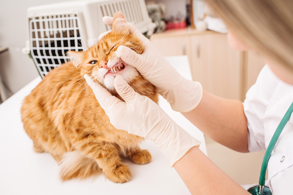 Zahnfleischentzündung bei Katzen