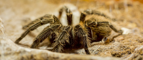 brasilianische vogelspinne