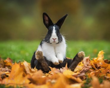 Kaninchen Krankheiten