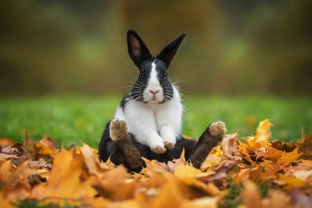 Kaninchen Krankheiten