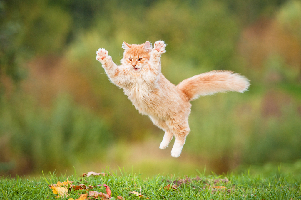 Kater oder Katze? So unterschiedlich verhalten sich die beiden