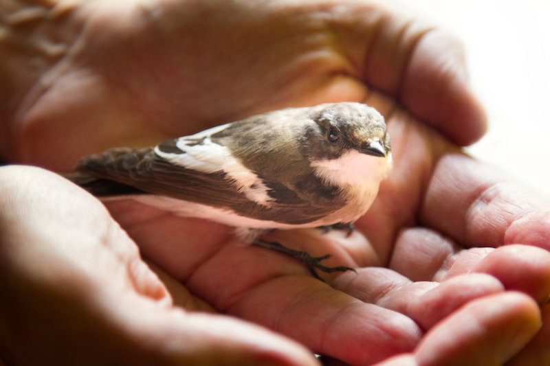 Krankheiten Bei Vogeln Haustier Blog