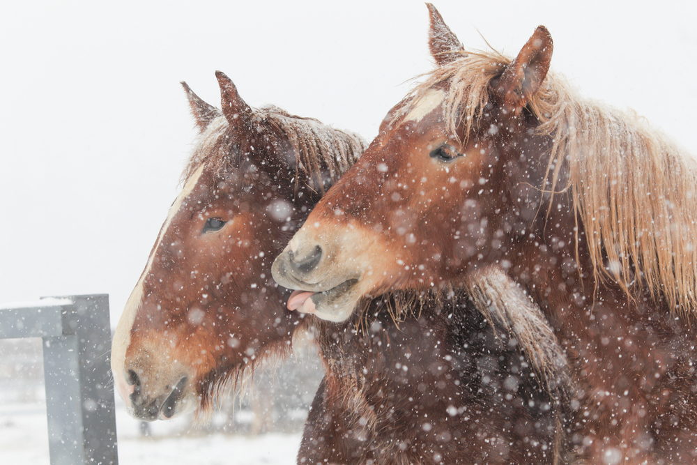 Pferde bauen im Winter ab