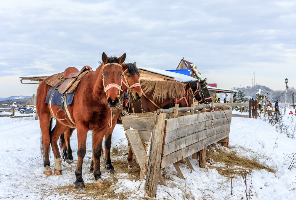 Raufutter für Pferde im Winter