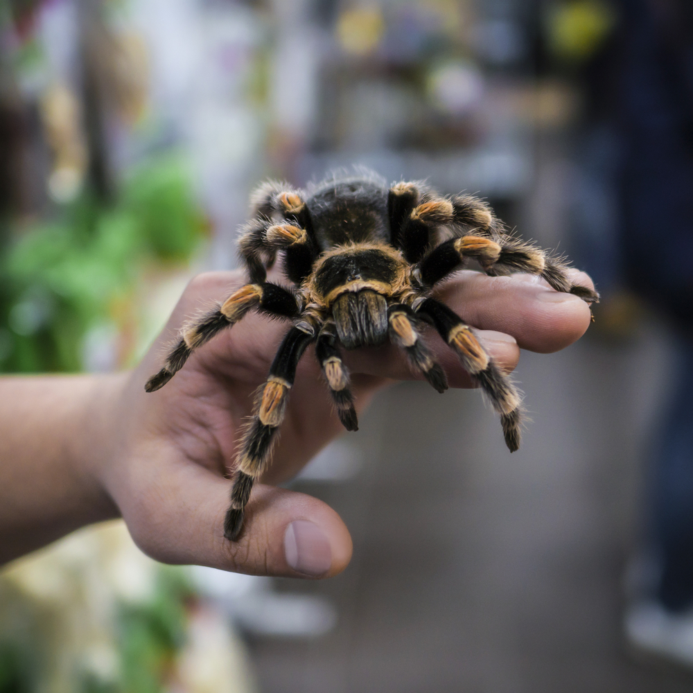 wurm kommt aus der spinne