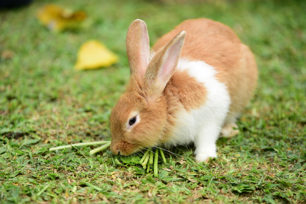 Zahnprobleme bei Kaninchen