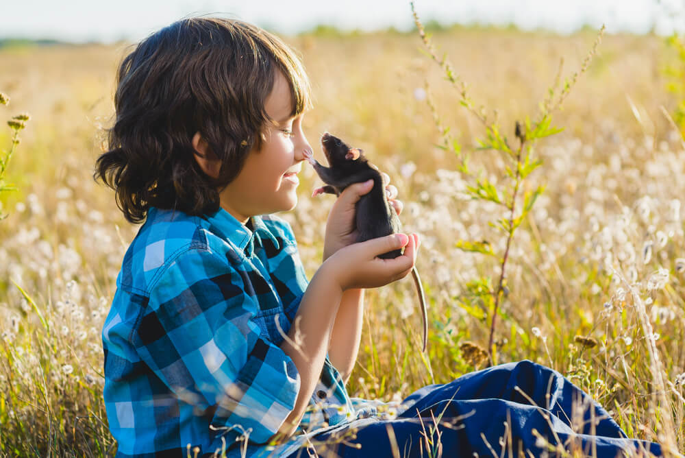 Ratte als Haustier 