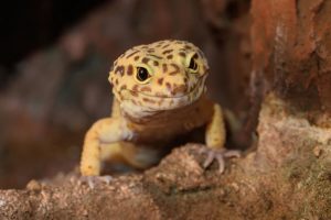 Leoparden Geckos