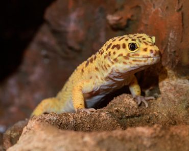 Leopardgecko