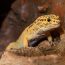 Leopardgecko