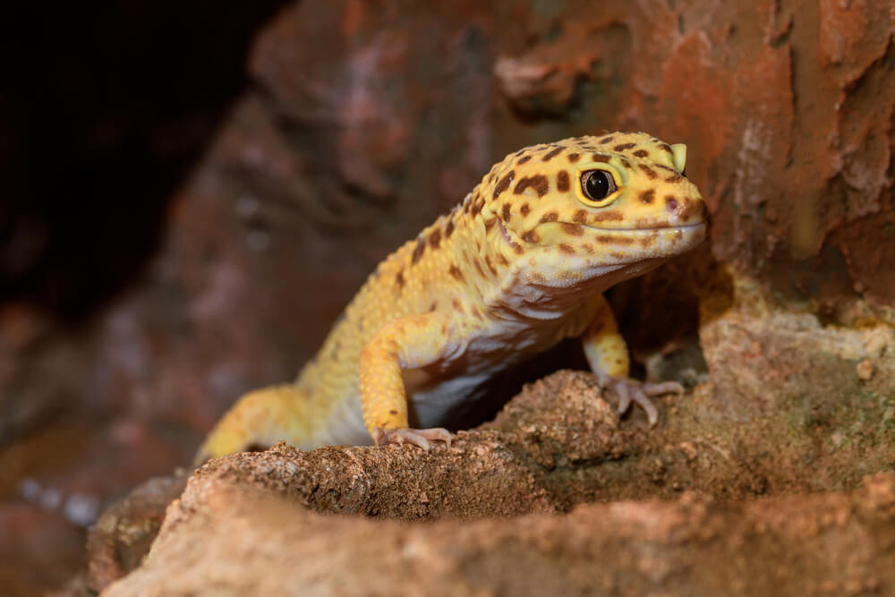 Leopardgecko optimal für Anfänger Haustier Blog