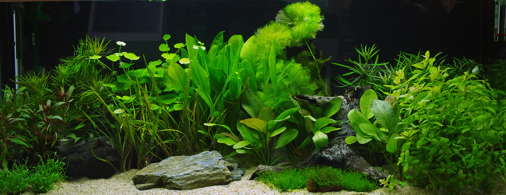 Echte Aquariumpflanzen