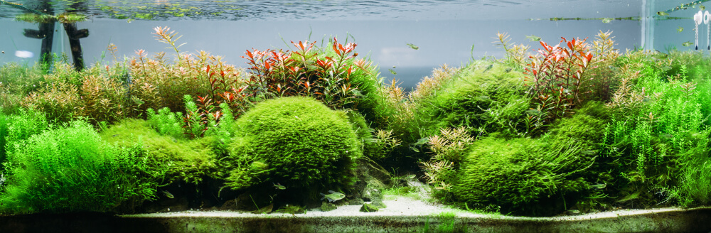 Erste Pflanzen im Aquarium